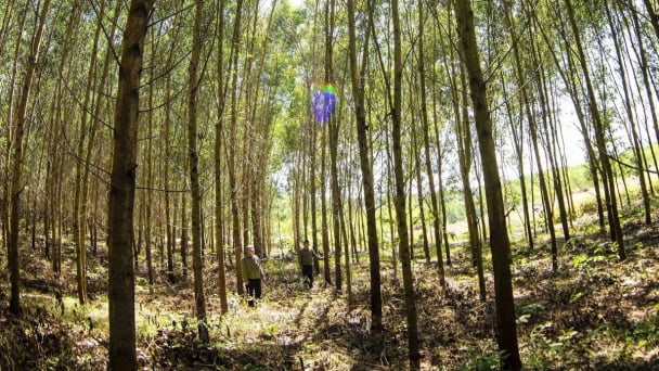 Large timber forest ‘thirst’ for support policies: Businesses in Binh Dinh require assistance