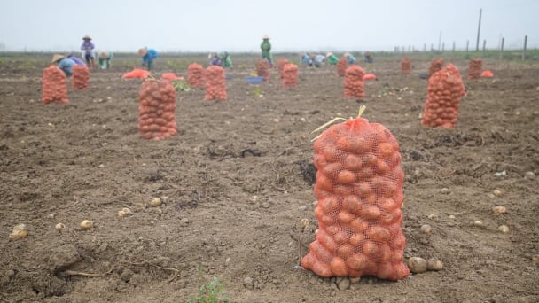 Public-private partnership: a driving force for the sustainable development of potato cultivation