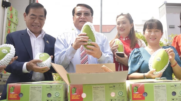 Tien Giang green elephant mango exported to the US and Australian markets for the first time