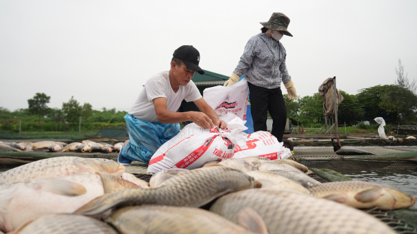 Chủ bè có cá bị chết ở Hải Dương: 'Chỉ còn cách bán nhà trả nợ'