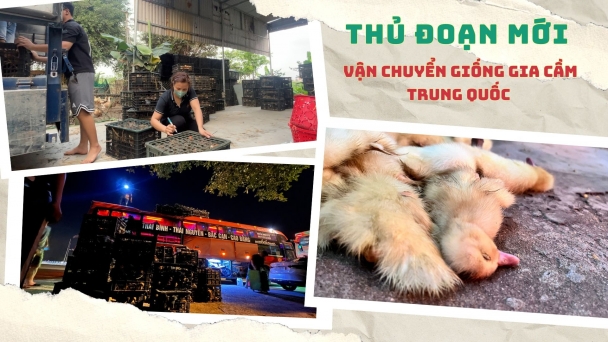 Trailer: Thủ đoạn mới vận chuyển giống gia cầm Trung Quốc