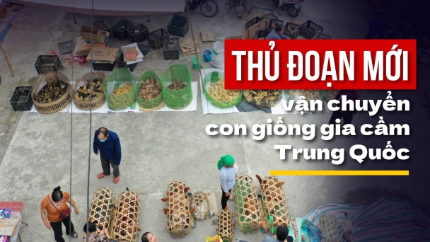 Tiền mất, chuồng tan hoang vì con giống gia cầm Trung Quốc