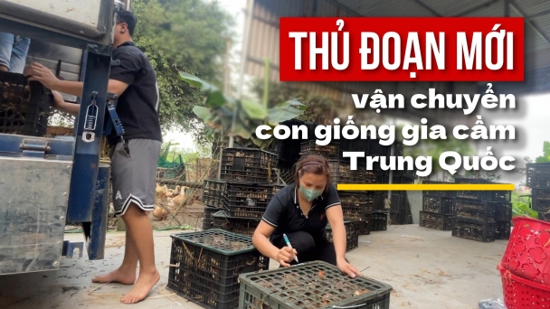 'Đại bản doanh' con giống Trung Quốc ở Thái Bình