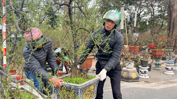 Chở đào, quất thuê bỏ túi tiền triệu mỗi ngày