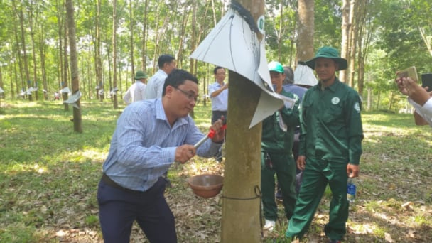 Cao su Quảng Nam với mục tiêu thay đổi để phát triển