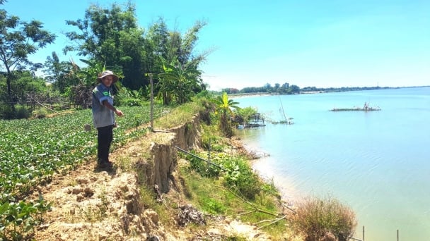 Bờ sông Thu Bồn sạt lở