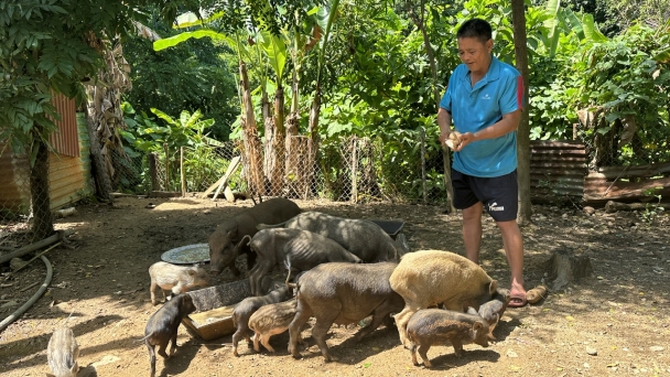 Thay đổi tập quán chăn nuôi ở miền núi: [Bài 2] Làm chuồng nuôi heo đen