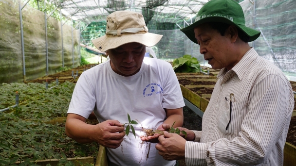 Quang Nam aims to become a medicinal herb industry hub