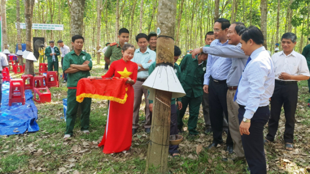Cao su Quảng Nam vượt qua khó khăn, hoàn thành vượt kế hoạch