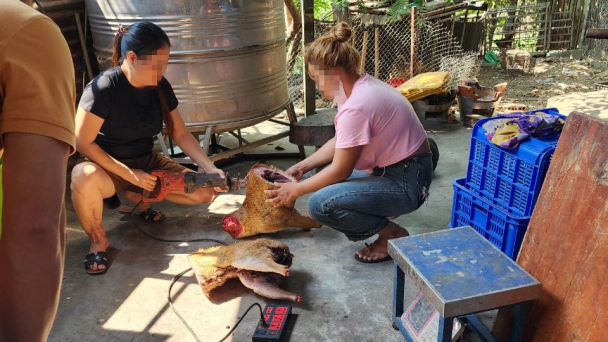 Nhức nhối vấn nạn săn bắt động vật hoang dã nguy cấp: [Bài 2] Khó xử lý