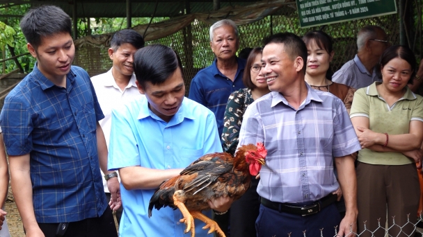 Nuôi gà VietGAHP sạch bệnh, lãi đều