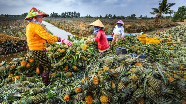 Giá khóm tăng cao kỷ lục