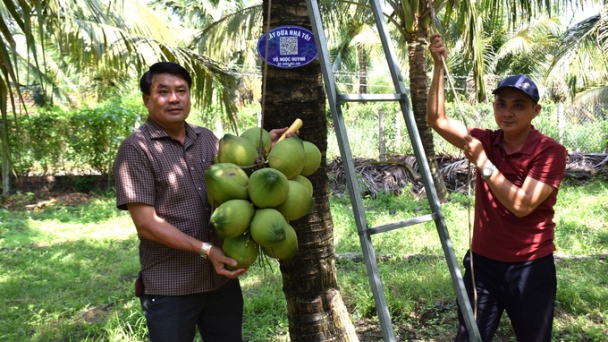 Unique model lets consumers buy coconuts direct from trees year-round