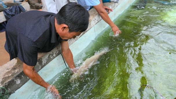 4.0 farmers in Dak Nong: The technique transforming ‘soft’ fish into ‘crunchy’ fish