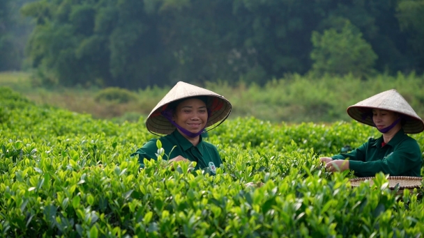 Vietnam's tea exports in the first 10 months increase in both volume and value