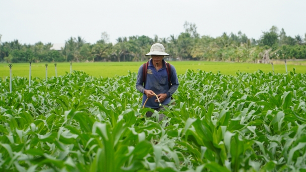 Concerns about growing rice three crops/year: Pest pressure and increased costs in three-crop rice fields.