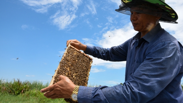 The 9-point-worthy honey: The initiative of replacing the queen bee