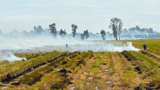 Concerns about growing rice three crops/year: Farmers' struggles after a decade of growing three rice crops