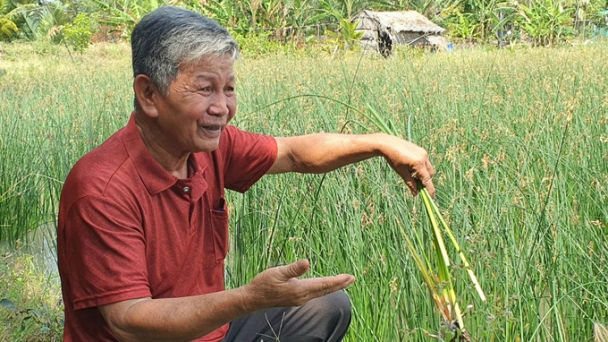 Concerns about growing rice three crops/year: Crop reduction only makes sense alongside ecosystem restoration