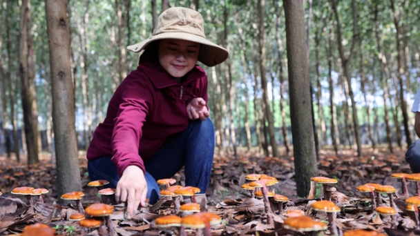 Growing Lingzhi mushrooms under the canopy of acacia forests brings multiple benefits