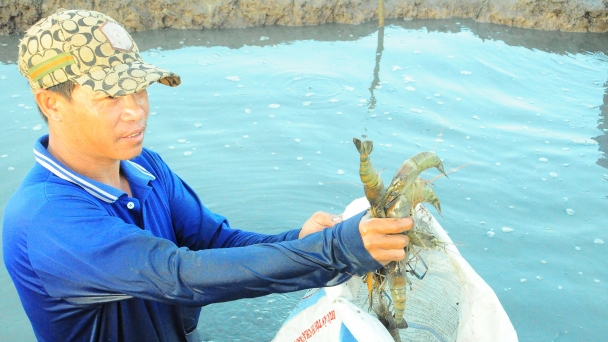 Revitalizing the rice-shrimp farming model in the challenging lands of Luong Nghia