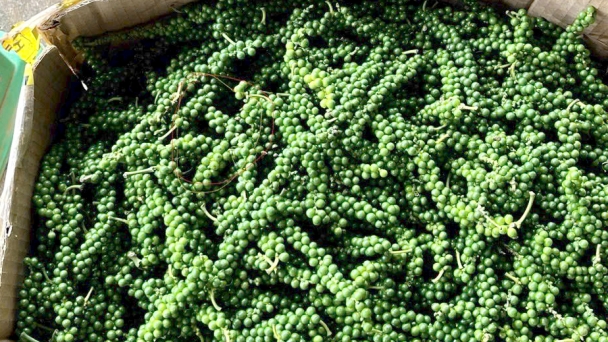 Vietnam's pepper exports return to the 1 billion USD mark