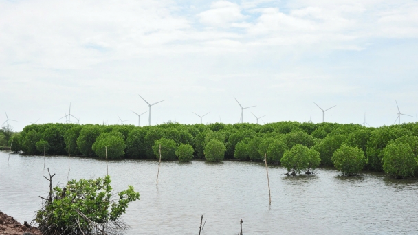 Global Blue Carbon Potential - Lessons for Vietnam: [IV] The future of carbon credits