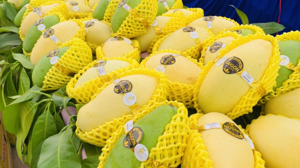 Conquering the world with the flavor of An Giang mangoes