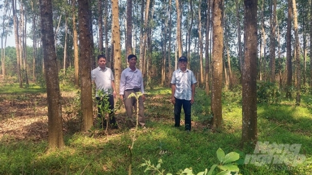 FSC-certified forest planting in Cam Lo - a significant opportunity