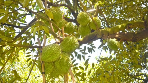 Organic durian flourishes amidst severe drought and saltwater intrusion
