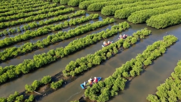 Restoring and enhancing the value of Bau Ca Cai mangrove forests