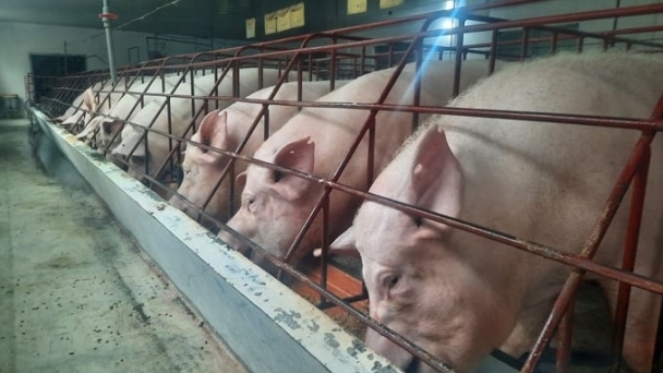 Low vaccination rate against African swine fever