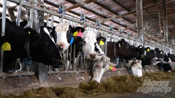 Modernization in livestock production: Technology boosts dairy farm productivity
