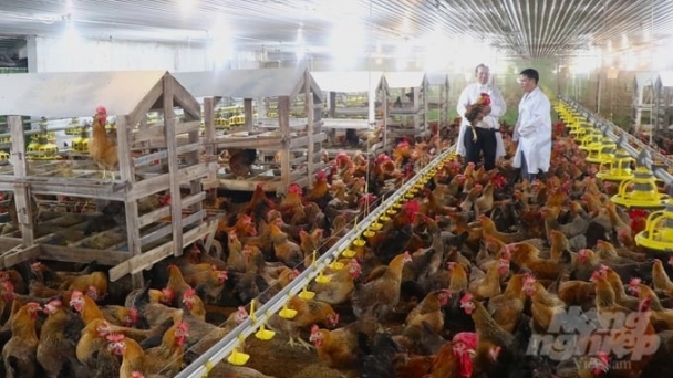 Modernization in livestock production: Secrets to poultry farming in Binh Duong