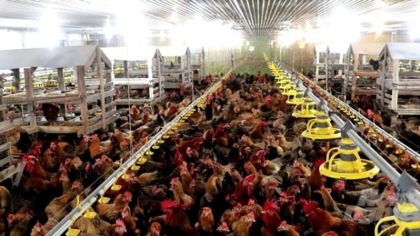 Modernization in livestock production: An economic spearhead in Binh Duong