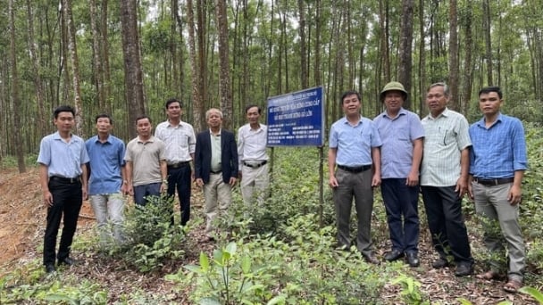 Quang Tri province to shift towards sustainable, certified large timber forests