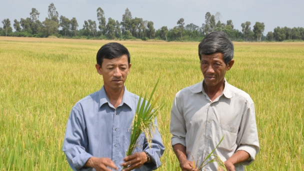 ĐBSCL: Sâu bệnh gây hại gia tăng trên lúa hè thu