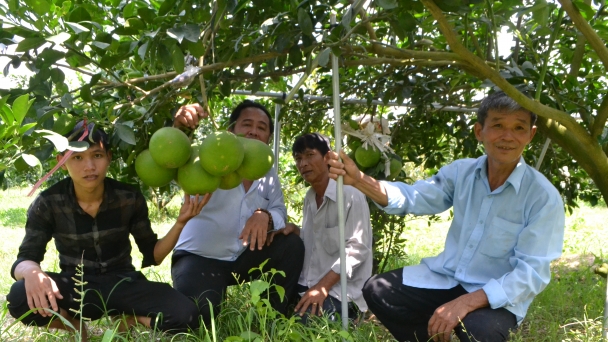 Bình Dương: Phát triển vùng trồng cây ăn quả cho thu lãi 'khủng'