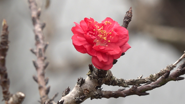 Đào 'nằm' điều hòa chờ tết đến