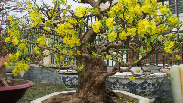 Kỹ thuật chăm sóc mai dịp tết
