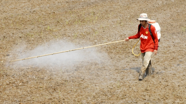 Quản lý cỏ dại đầu vụ lúa hè thu