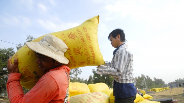 Giải quyết điểm nghẽn trong thu hoạch và tiêu thụ lúa hè thu