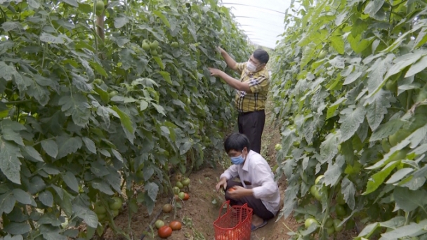 Người trồng rau, hoa Sa Pa khốn đốn