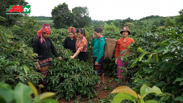 Liên kết sản xuất nâng cao giá trị cà phê Khe Sanh