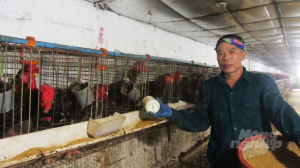 'Sống khỏe' nhờ bí kíp thụ tinh nhân tạo cho gà