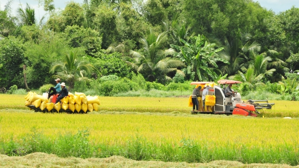 Đồng Tháp đề nghị hỗ trợ, tạo điều kiện thu mua, vận chuyển lúa gạo