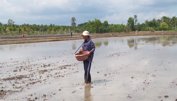 Nông dân bỏ gieo sạ vụ Thu Đông 2021