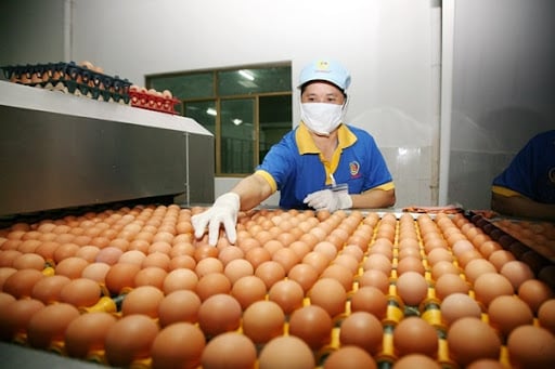 Bứt phá sản xuất trứng gia cầm Việt Nam