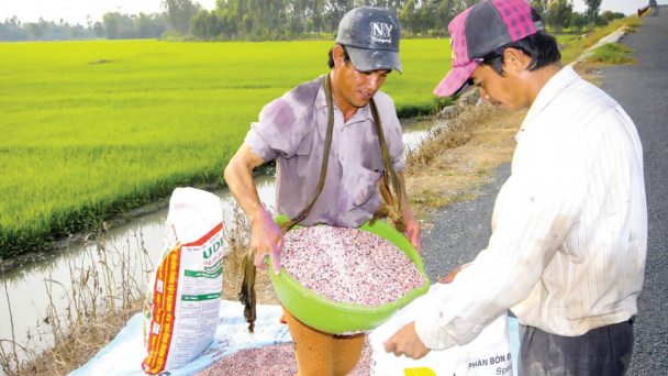 Giảm giá thành sản xuất lúa thu đông ở các tỉnh ĐBSCL
