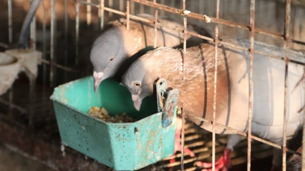 Nuôi chim bồ câu cho thu nhập khủng hàng trăm triệu đồng